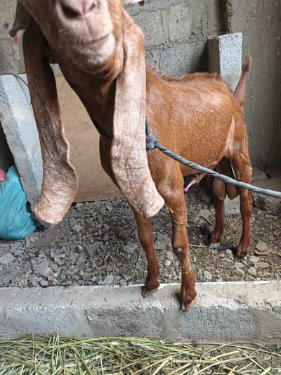Bakra for sale - 08 month age
