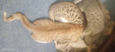 3 kittens for sale 2 black 1 brown 2 male 1 female