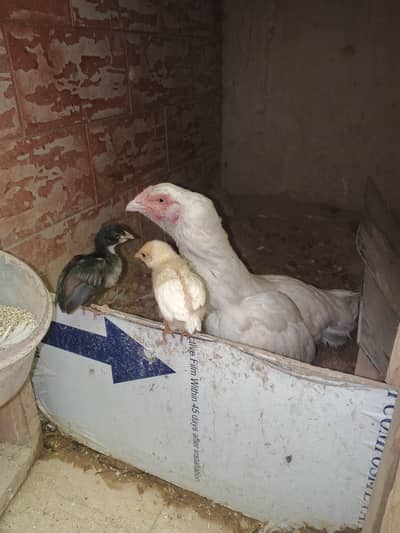 Aseel Hen with Chicks & Desi Rooster Available
