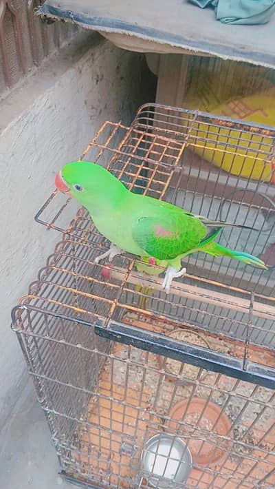kashmiri RAW parrot for sale best quality hand tem