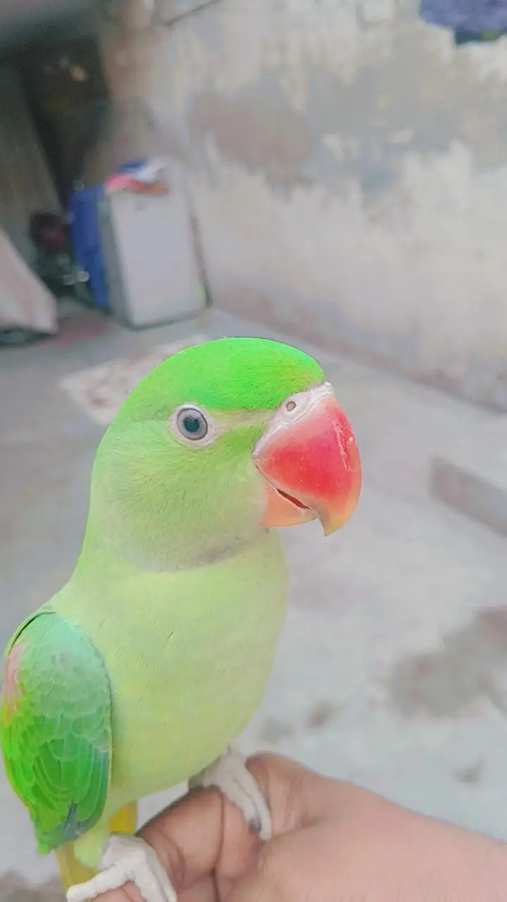 kashmiri RAW parrot for sale best quality hand tem — photo 2