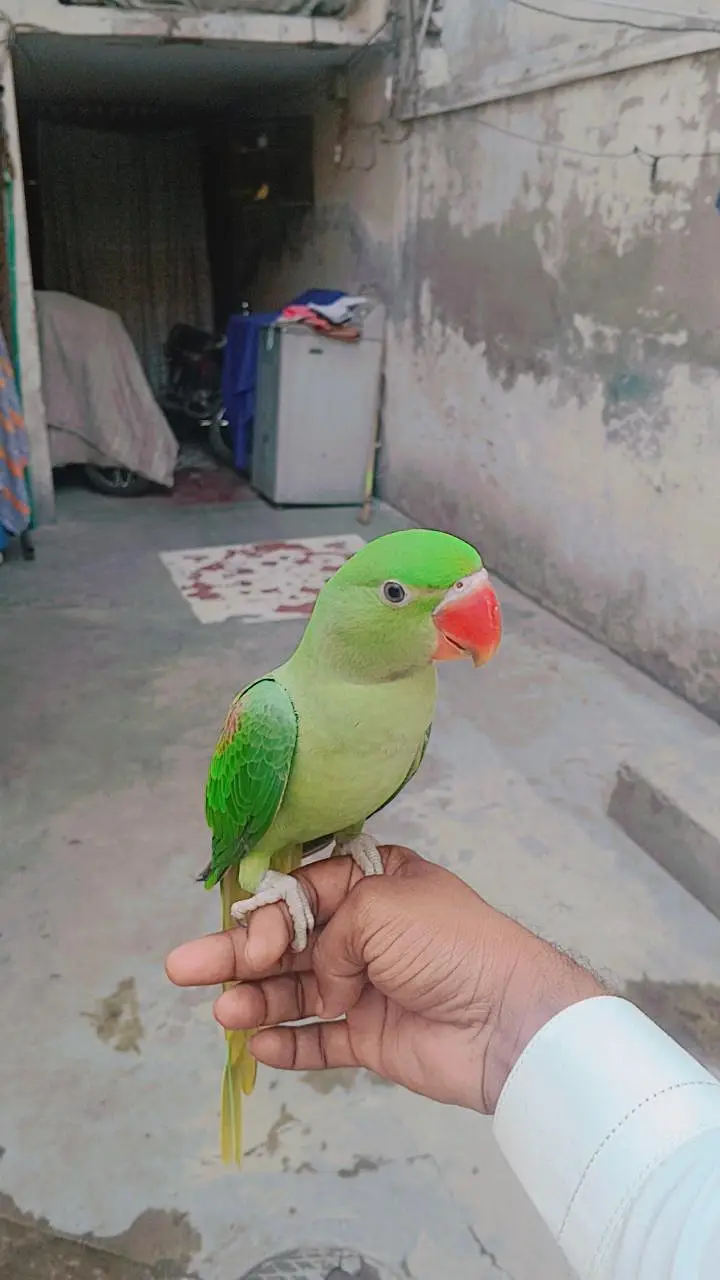 kashmiri RAW parrot for sale best quality hand tem — photo 3