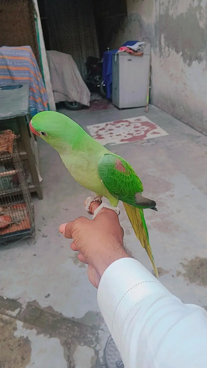 kashmiri RAW parrot for sale best quality hand tem — photo 4