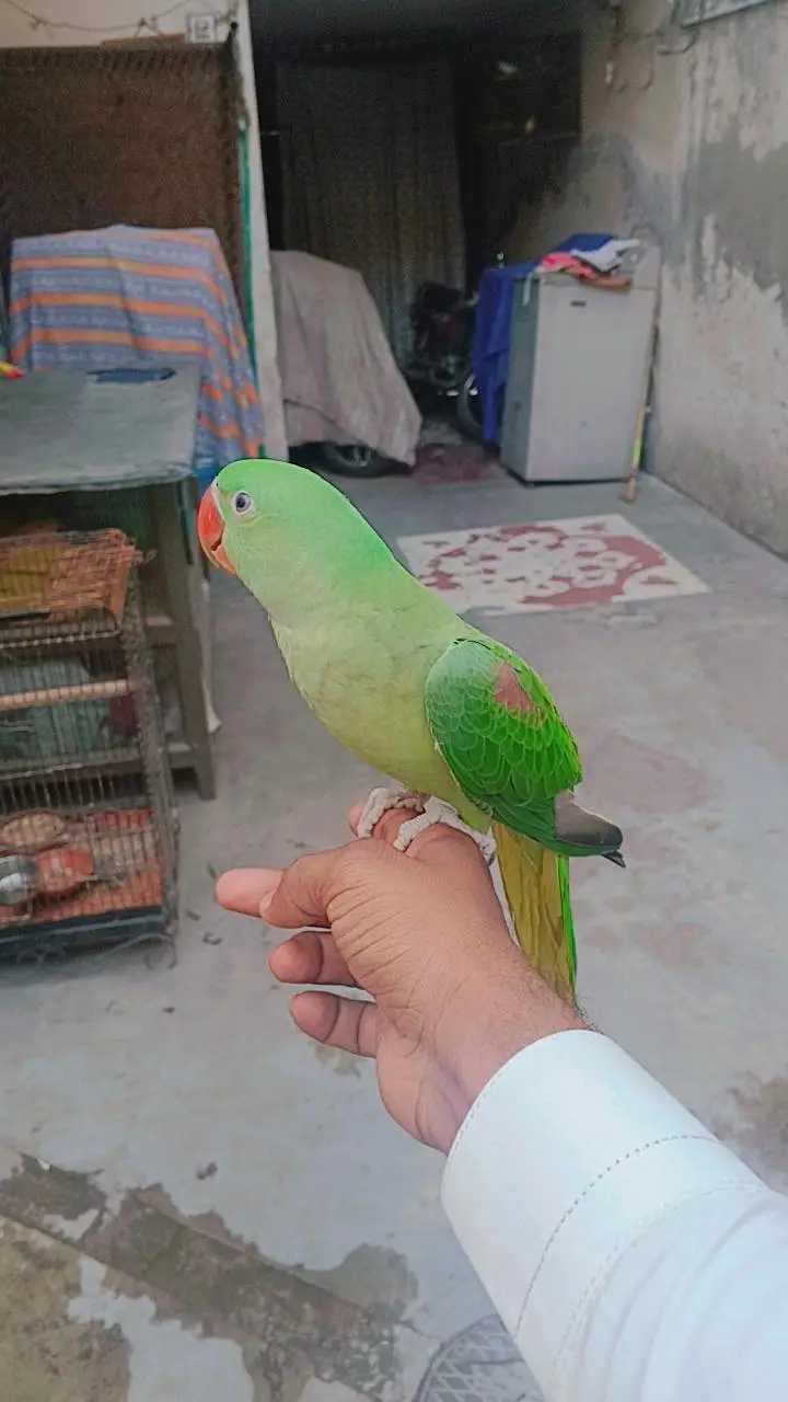 kashmiri RAW parrot for sale best quality hand tem — photo 5