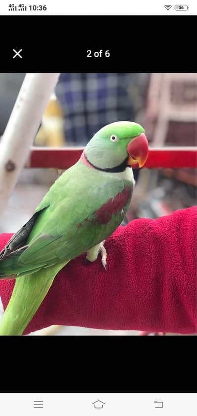 Kashmir raw parrot hand train