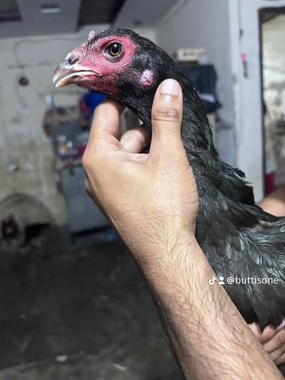 female imported burmi Aseel
