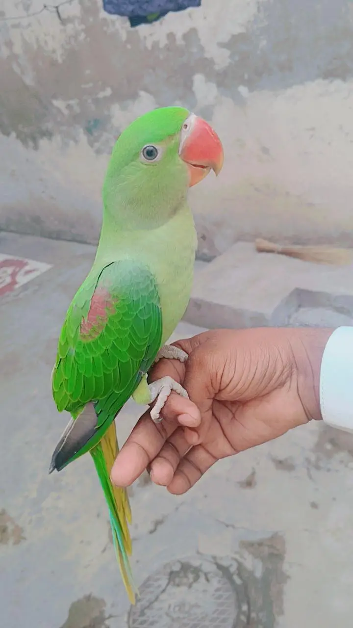 kashmiri RAW parrot for sale best quality hand tem — photo 6