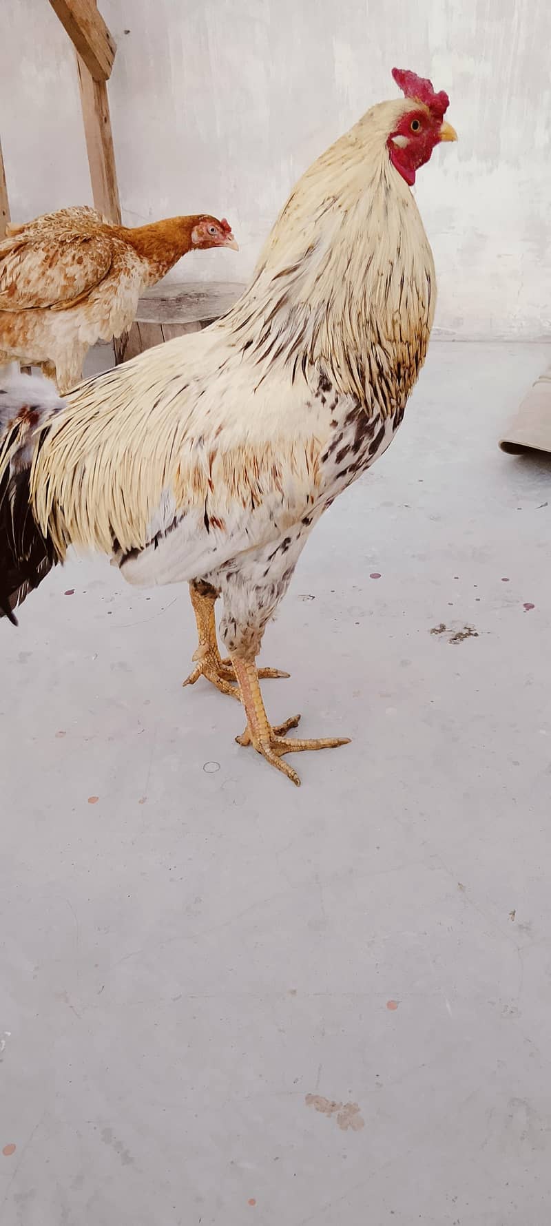 Aseel Java Pattha 2