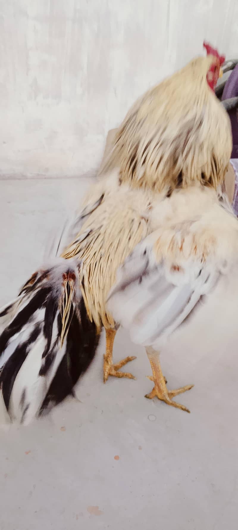Aseel Java Pattha 3