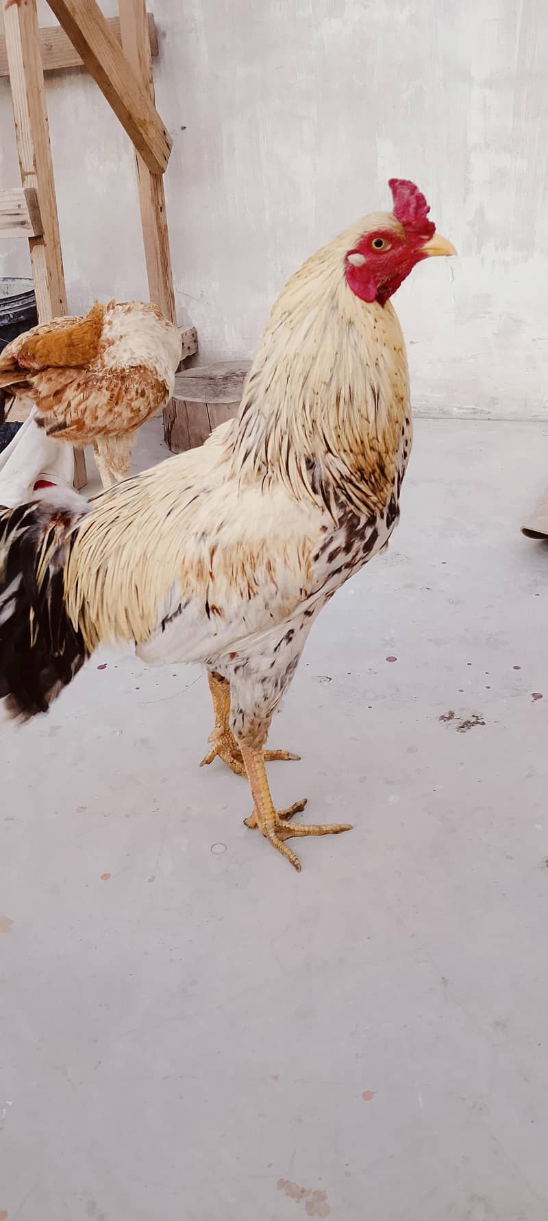 Aseel Java Pattha 5