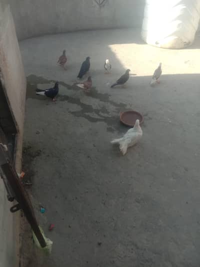 aci nasal ka Kabotr ha sar hy flyr