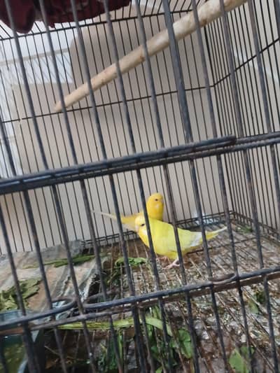Australians red eyes parrot pair 700 ( 0336499wtsp3866 )