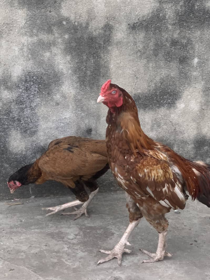 Aseel pair 0