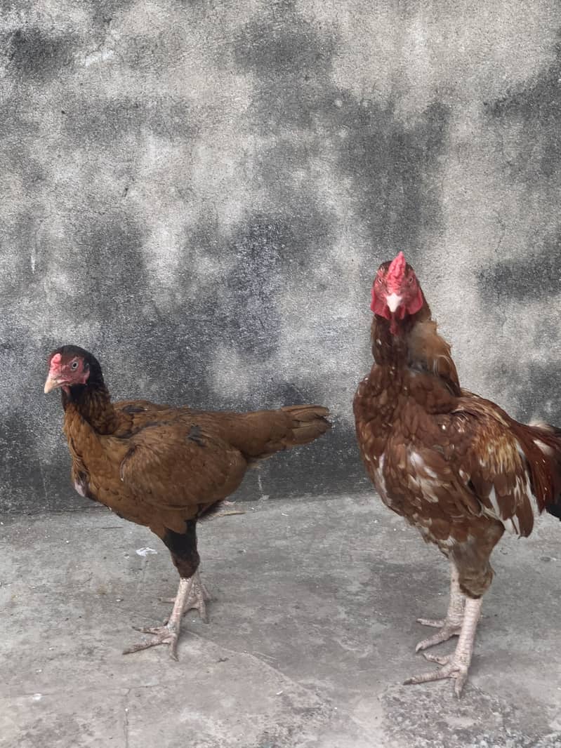 Aseel pair 1