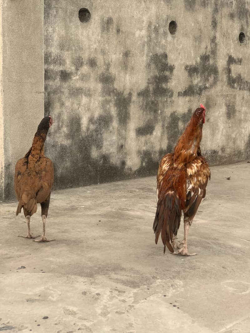 Aseel pair 3