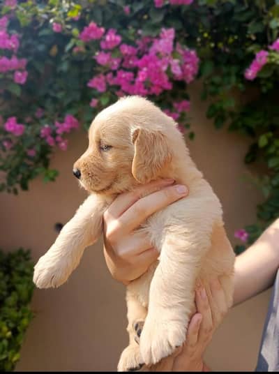 Golden retriever pedigreed puppies | female