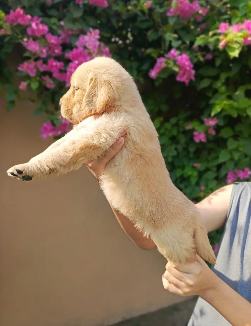 Golden retriever pedigreed puppies | female — photo 2