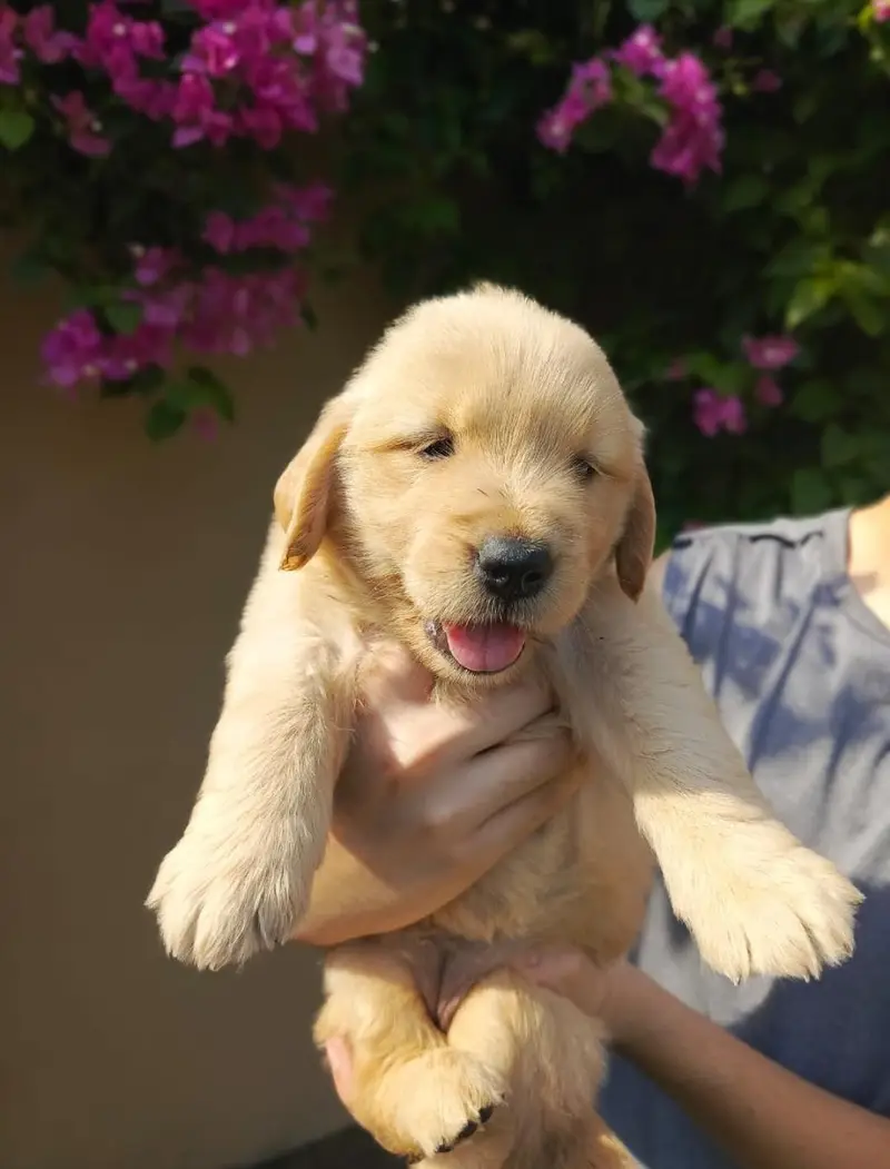 Golden retriever pedigreed puppies | female — photo 3
