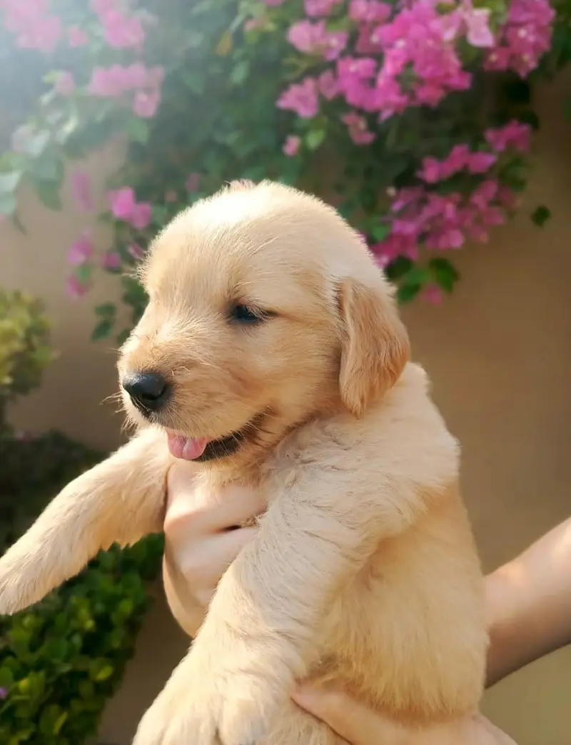 Golden retriever pedigreed puppies | female — photo 4