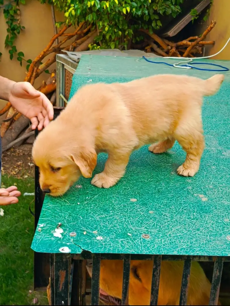 Golden retriever pedigreed puppies | female — photo 5