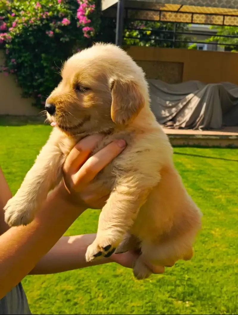 Golden retriever pedigreed puppies | female — photo 6