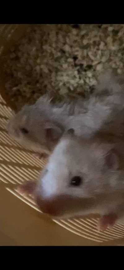 Hamste for sell