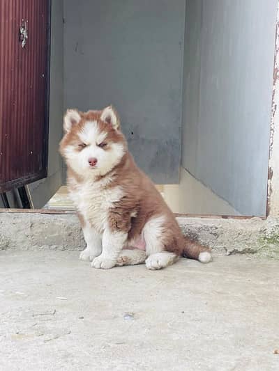 Siberian husky puppy03231150764 WhatsApp number