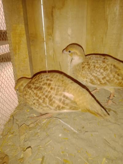 Irani teetar breeder pair king size female khar wale ha