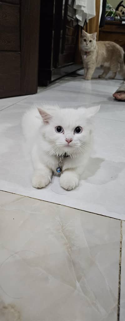 simba & baylla 03092075367