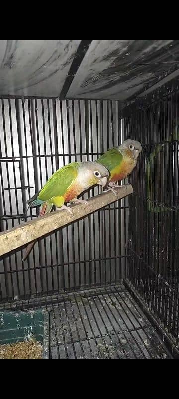 Pineapple Conure Breeder Pair High red factor | Conure high red factor