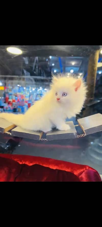 persian cat for sale MywatsapppNumber0341-15-94-140