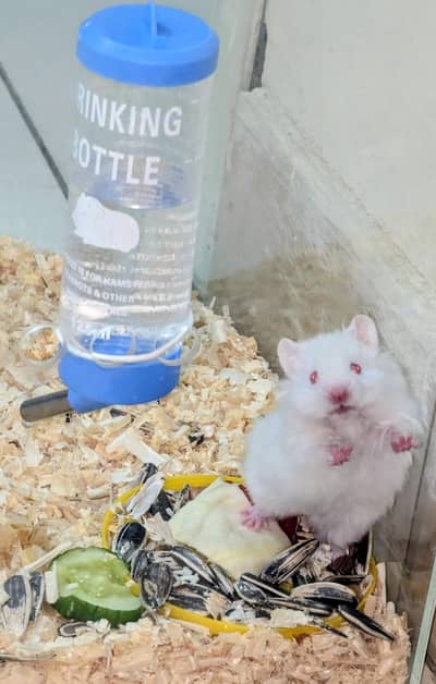 Albino red eye Syrian male hamster for sale in cheap price.