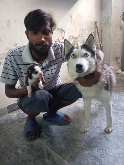 Original Siberian husky one dog 60000