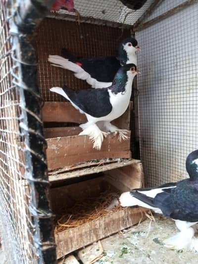 Lahore sherazi king size breeder pair
