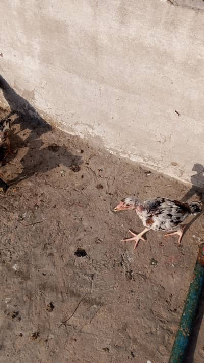I want to sell my Mianwali Aseel chicks