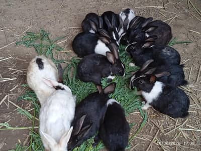 Rabbits for sale
