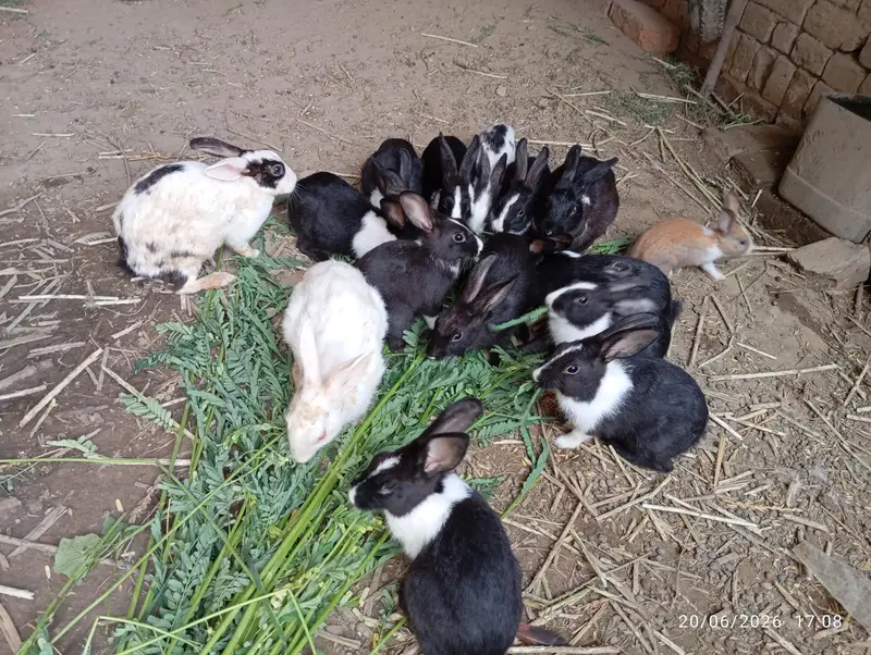 Rabbits for sale — photo 2
