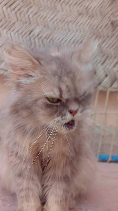 Persian cat
