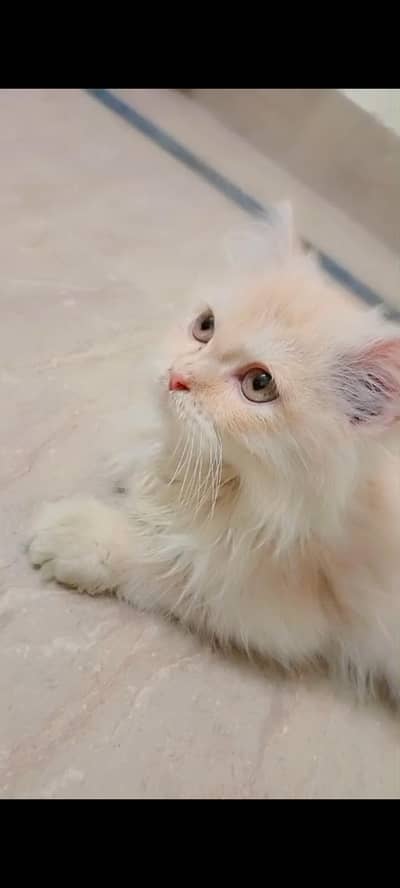 Persian kitten litter train triple coated