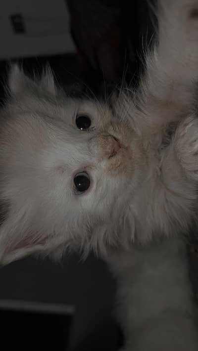 male female available