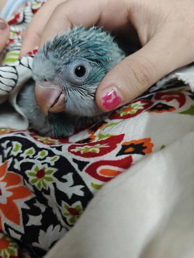 Blue monk chik