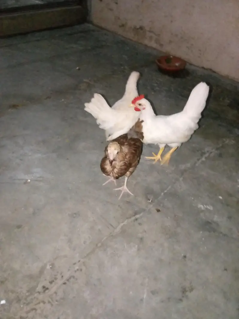 Molted bentum pair, milli flower male, japanese male ncubator, brooder — photo 2