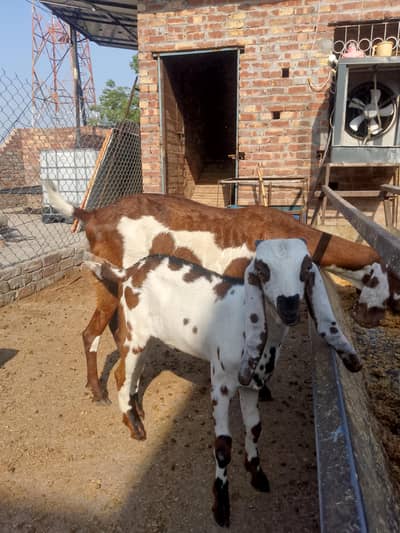 goat for sale and one baby