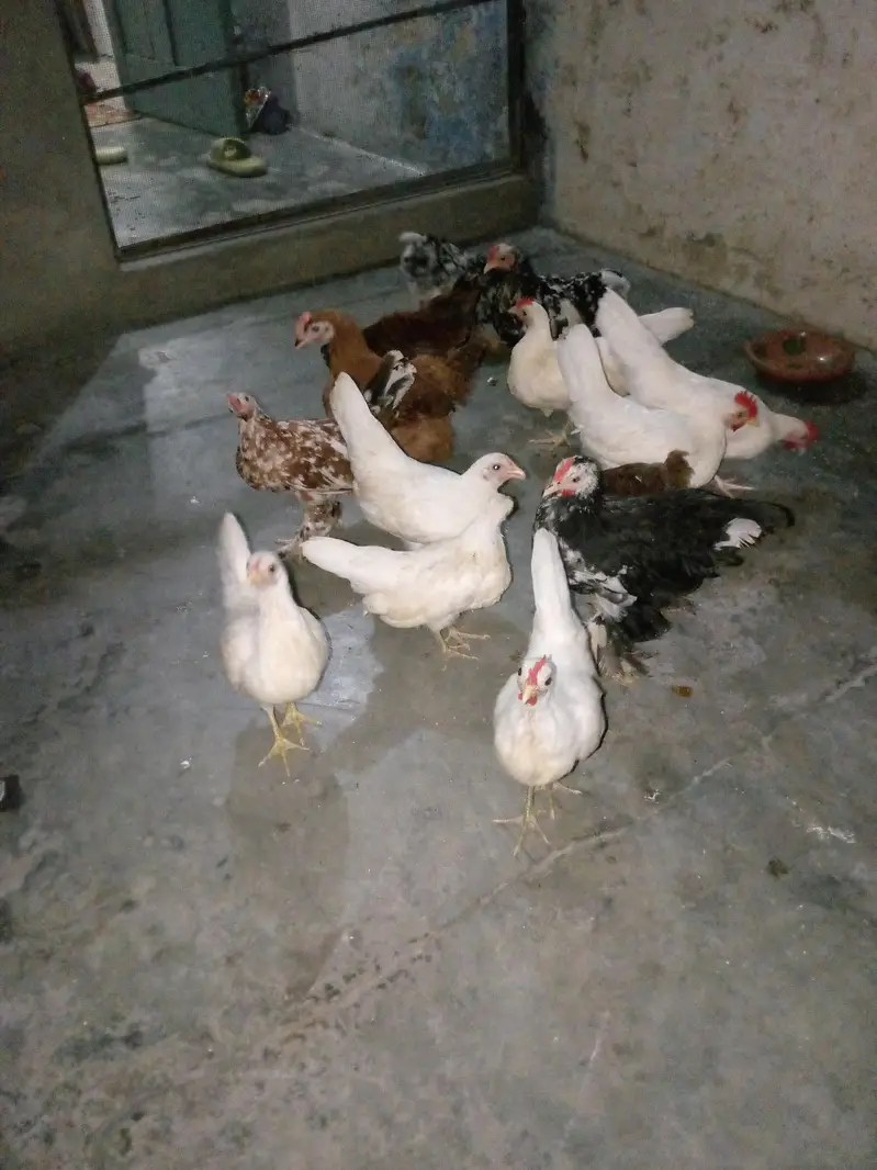 Molted bentum pair, milli flower male, japanese male ncubator, brooder — photo 4