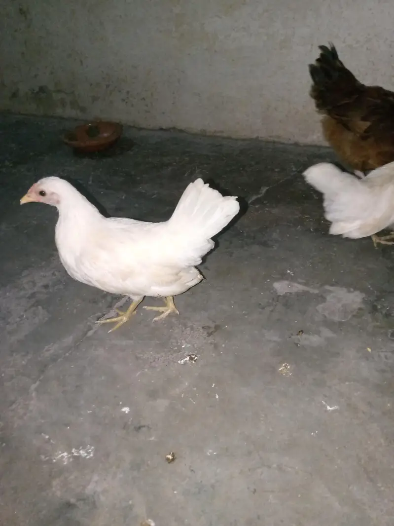 Molted bentum pair, milli flower male, japanese male ncubator, brooder — photo 5