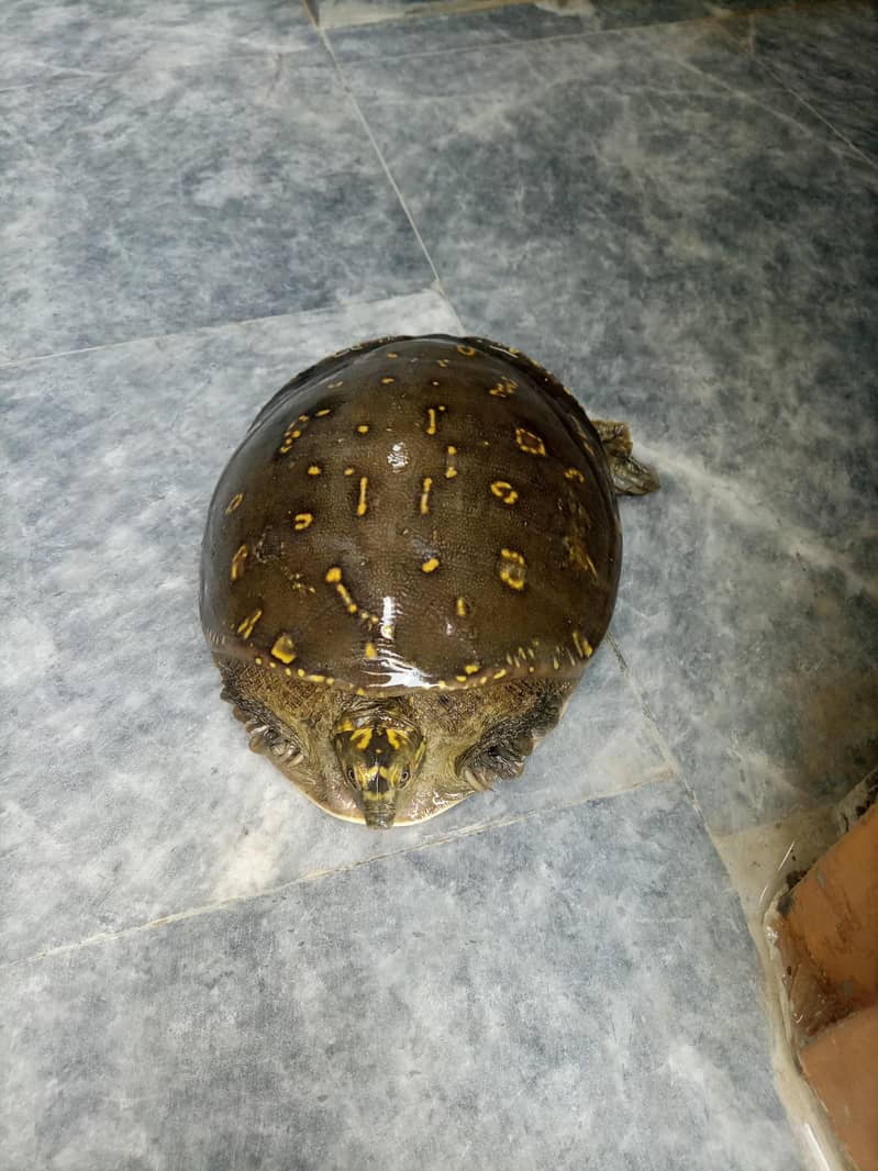 Big Turtle  0