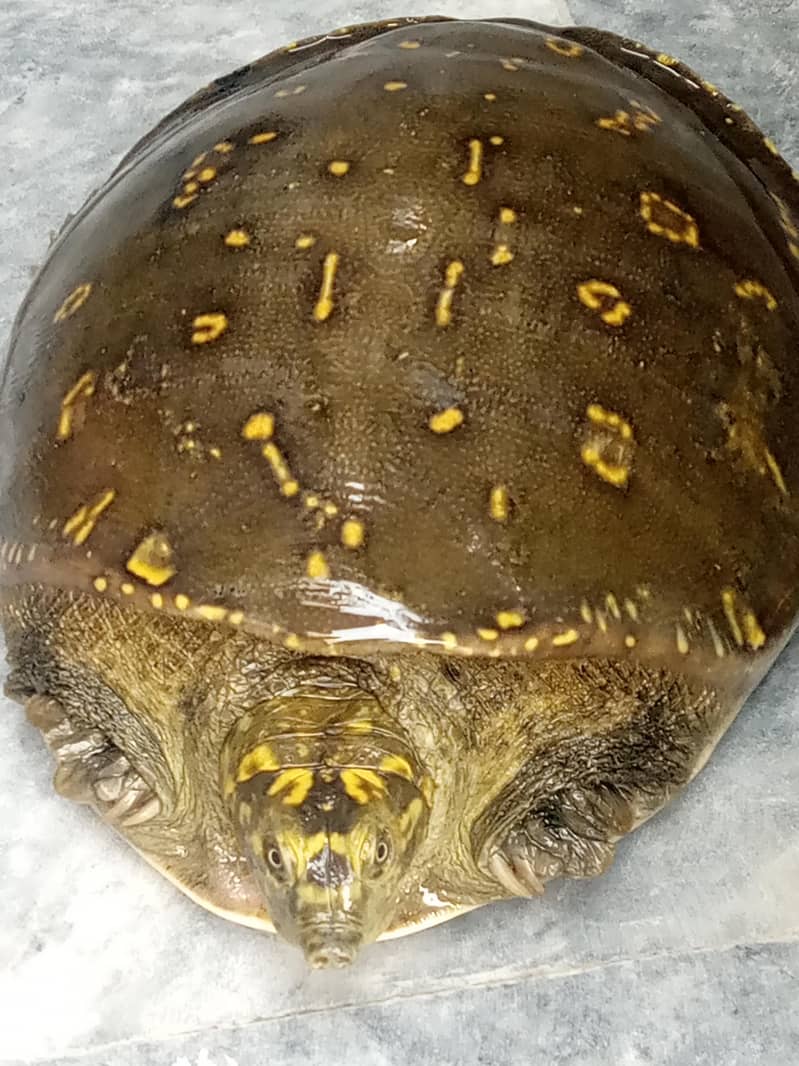 Big Turtle  1