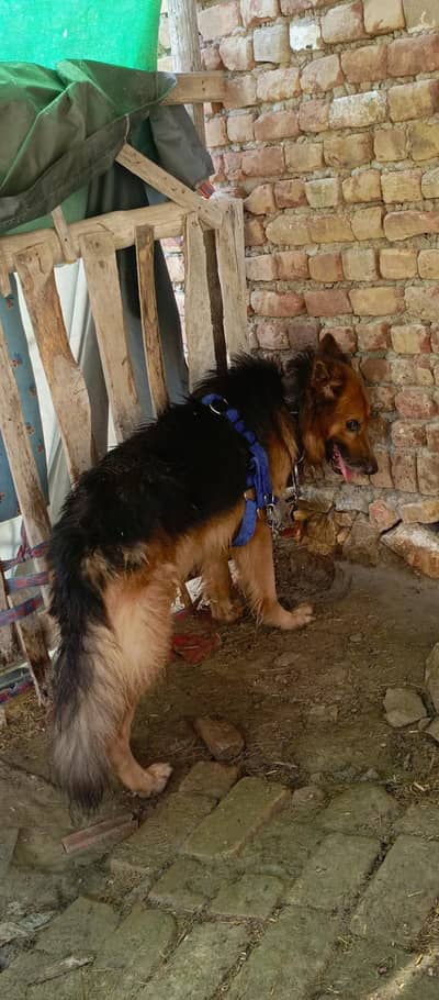 German sheperd double coat  Full active dog