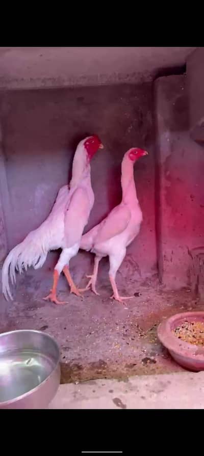 Shamo Heera pair