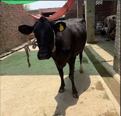 Jersy frezian cross cow | gabban gay | milking cow | pregnant cow